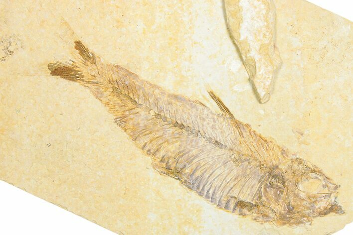 Detailed Fossil Fish (Knightia) - Wyoming #333933
